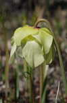 Yellow trumpets